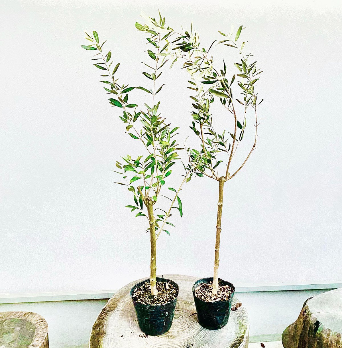 オリーブ苗木 トルコ産【ゲムリック】送料無料！2本セット 5号