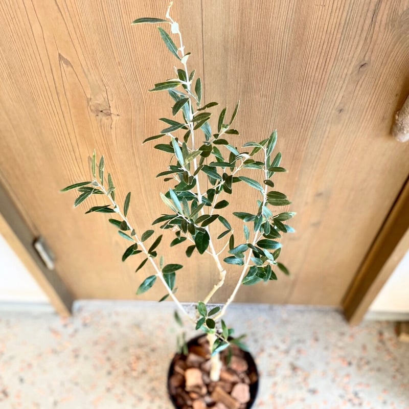 1点もの！オリーブ苗木 トルコ産【ゲムリック】1本 5号鉢