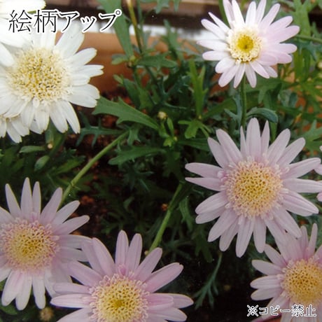 白い花トートバッグ