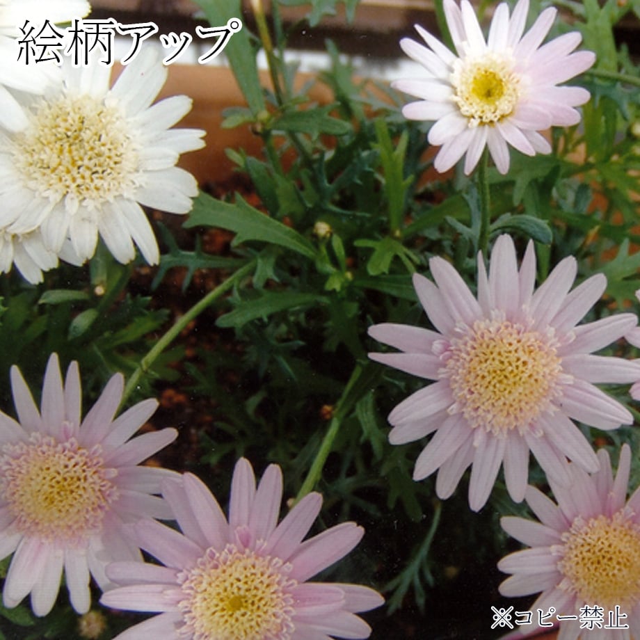 6038602ac19c45561ebf314c