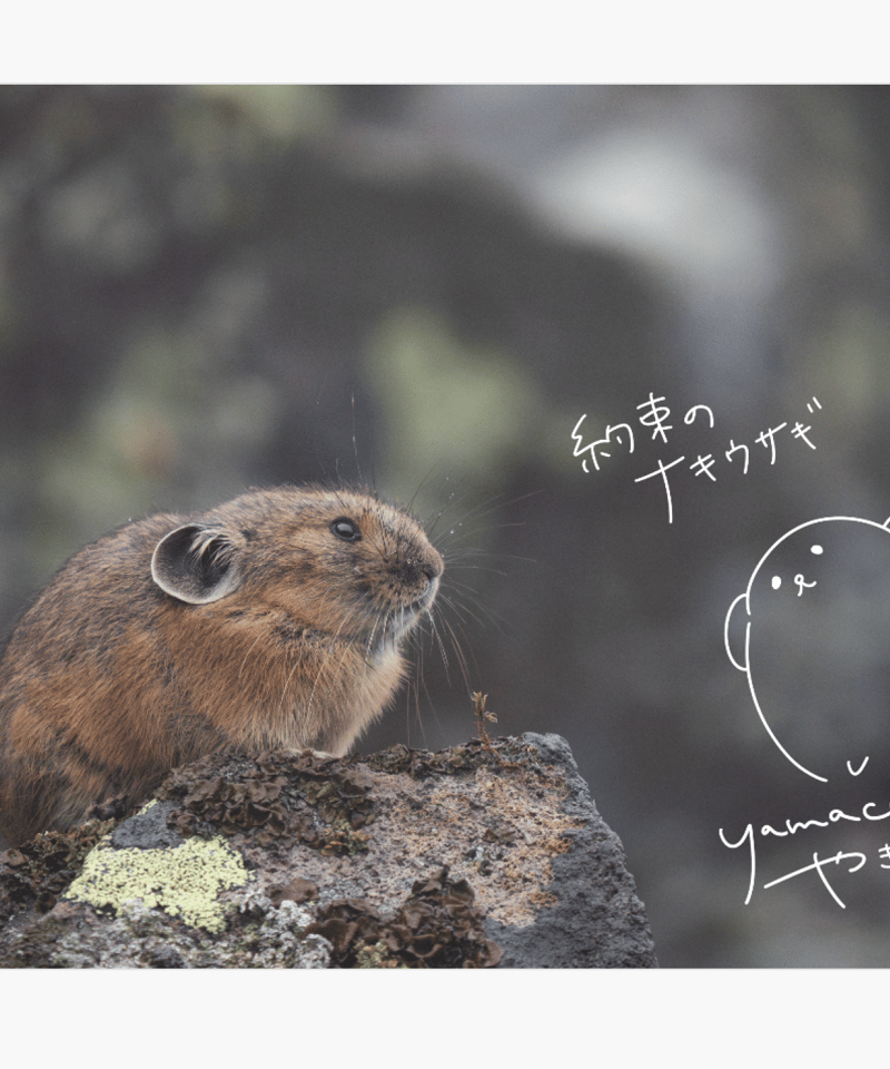 1】写真展ポストカード7枚組（もぐもぐしまり）※送料無料 | yamacook