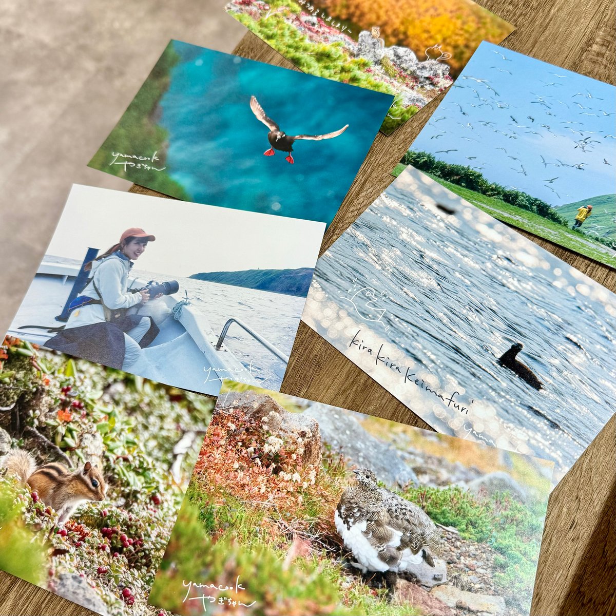 2】写真展ポストカード7枚組（秋のしましまり）※送料無料 | yamacook