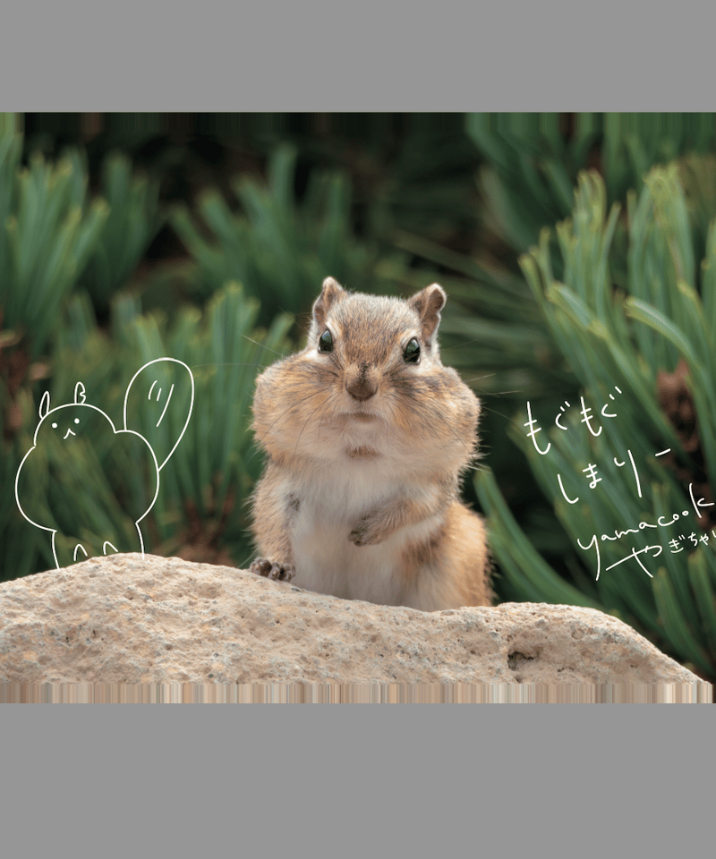 1】写真展ポストカード7枚組（もぐもぐしまり）※送料無料 | yamacook