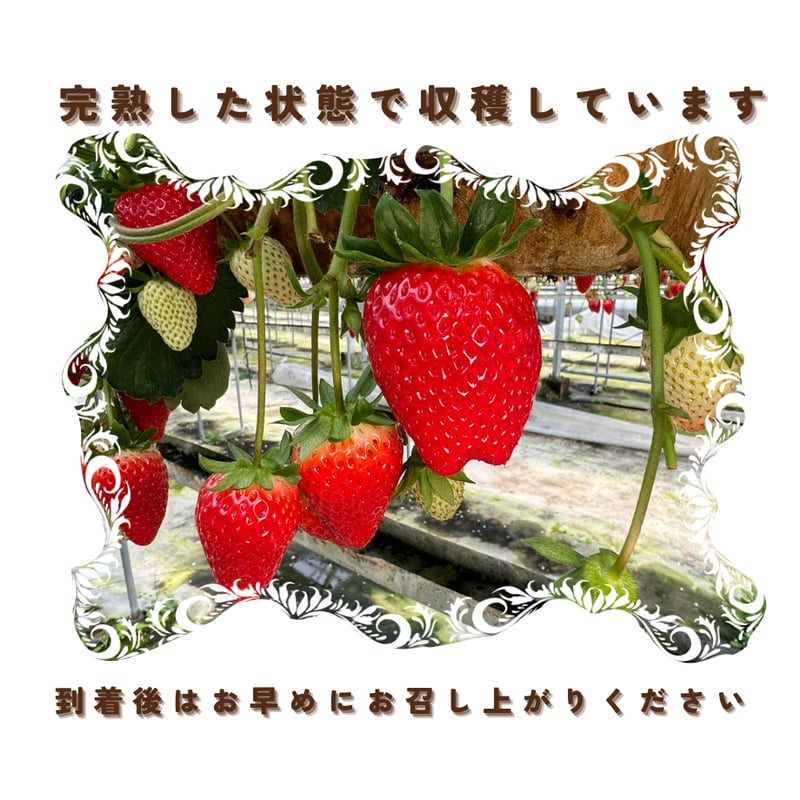加藤農園｜いちご1箱 (1箱2パック入り 約250g×2) 冷蔵便 | Coloré by
