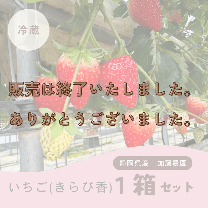 加藤農園｜いちご1箱 (1箱2パック入り 約250g×2) 冷蔵便 | Coloré by