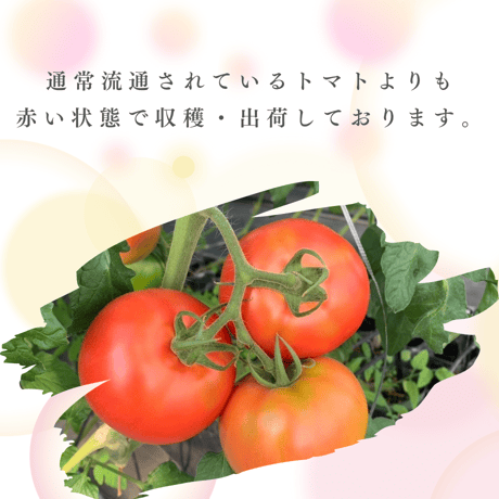 Show Farm┃大玉トマト１箱（約1.8㎏入り）