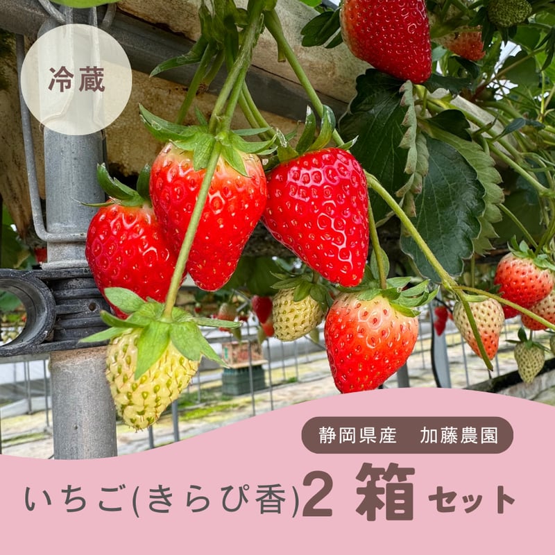 加藤農園｜いちご 2箱(1箱2パック入り 約250g×2) 冷蔵便 | Coloré by