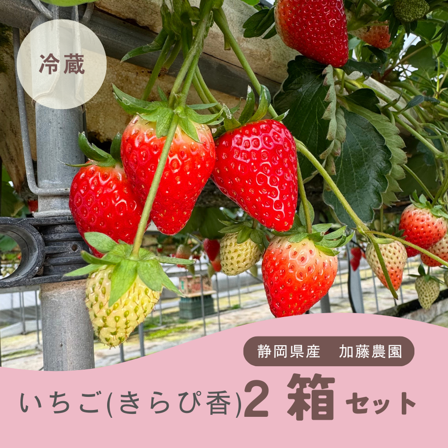 加藤農園｜いちご 2箱(1箱2パック入り 約250g×2) 冷蔵便 | Coloré by