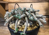 ユーフォルビア クラビゲラ 現地球 | NATPARK-STORE