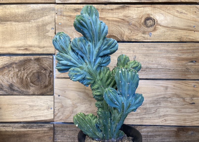 竜神木　綴化　抜き苗①② 綴化（テッカ）種 竜神木（リュウジンボク） / 盆栽、多肉植物