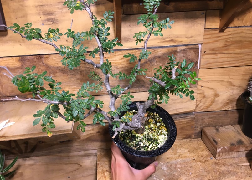 コミフォラ モンストローサ 赤肌 | NATPARK-STORE