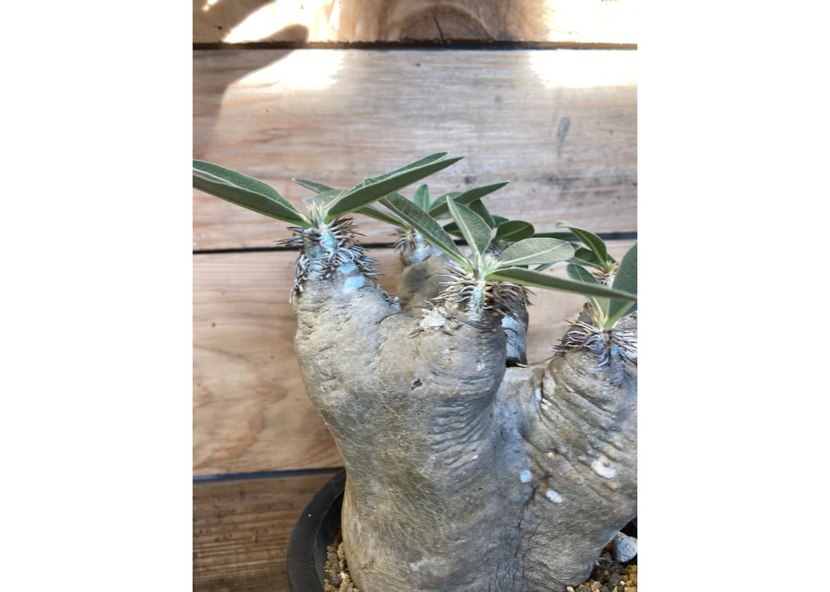 パキポディウム ブレビカリックス 現地球 | NATPARK-STORE