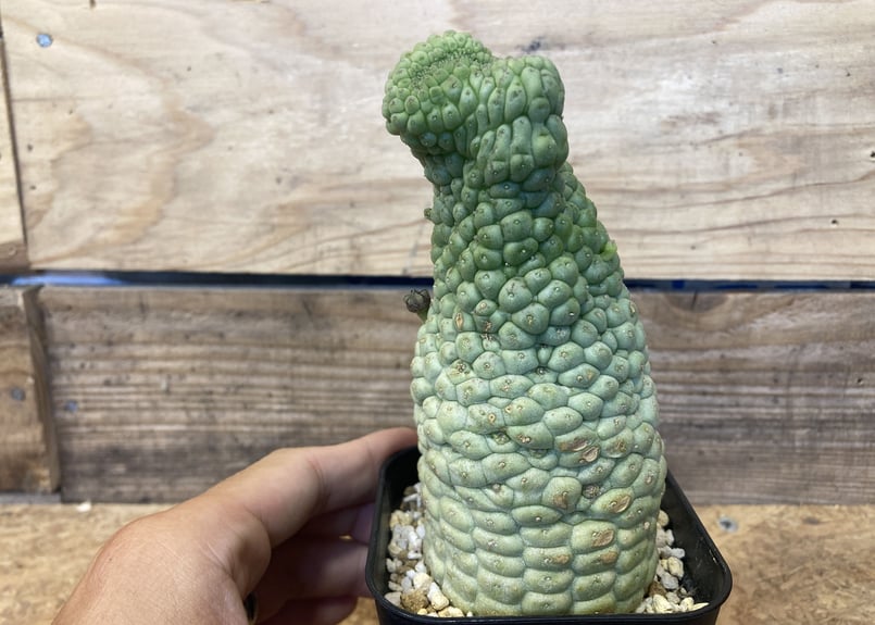 ラリレアキア カクティフォルメ 仏頭玉 綴化 | NATPARK-STORE