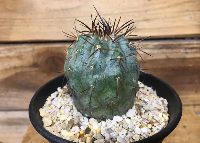 コピアポア シネレア 黒王丸 輸入実生 | NATPARK-STORE