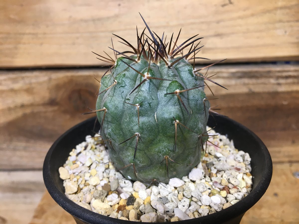 コピアポア シネレア 黒王丸 輸入実生 | NATPARK-STORE