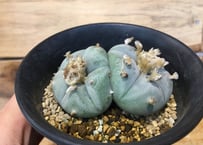 レア種❗️ 有棘烏羽玉　　ロフォフォラ　ヨールダニアナ　(検索　銀冠玉　翠冠玉 レア種❗️ 有棘烏羽玉 ロフォフォラ ヨールダニアナ (検索 銀冠