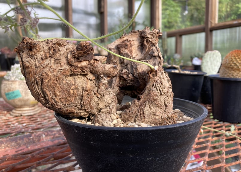 ペラルゴニウム トリステ | NATPARK-STORE