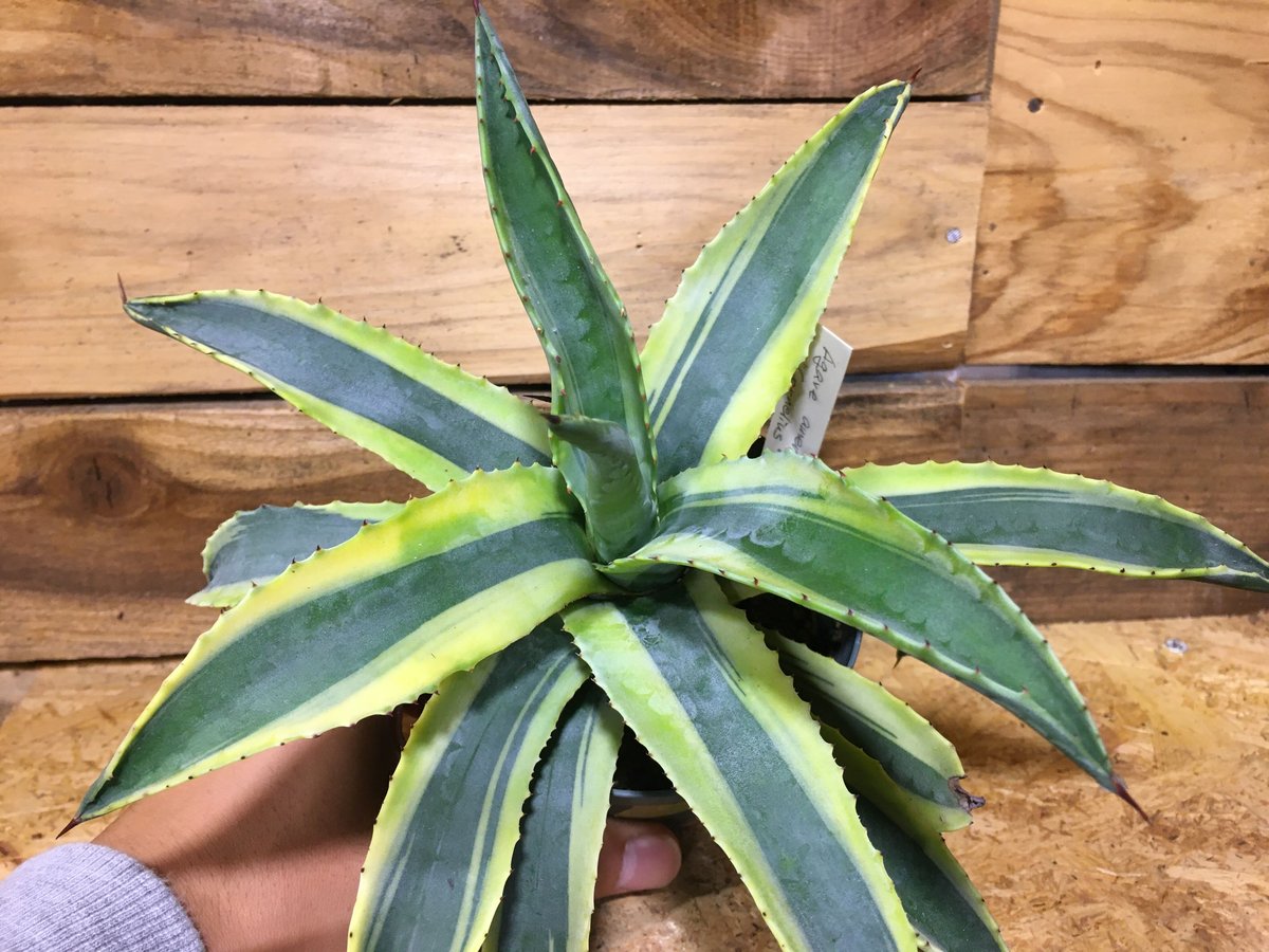 アガベ　アメリカーナ　大型 アガベ・アメリカーナ【地上部 約80-90cm】13号鉢or根巻物 | yokoen