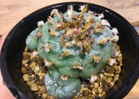 ガラパゴス団扇 黒肌 白刺 | NATPARK-STORE