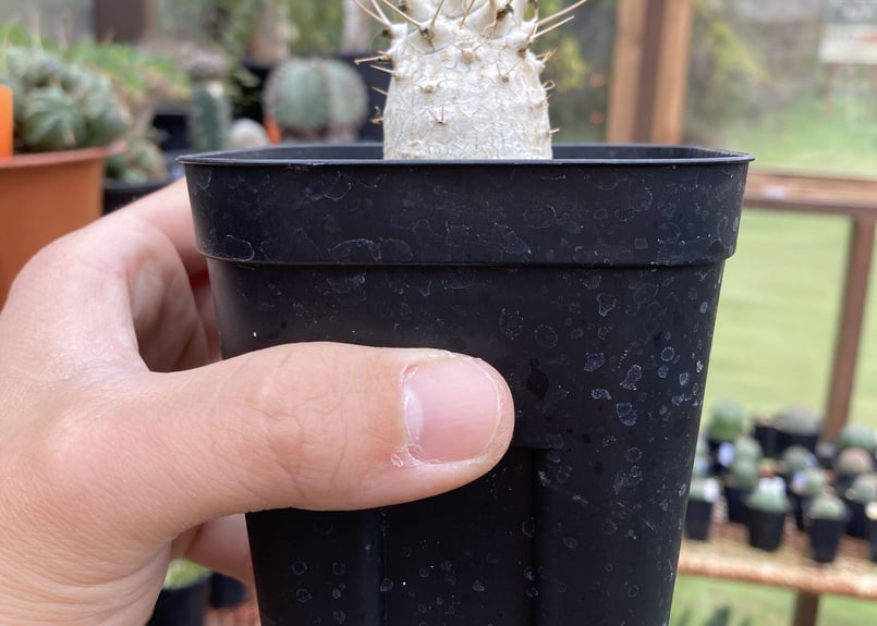 パキポディウム 光堂 実生B | NATPARK-STORE