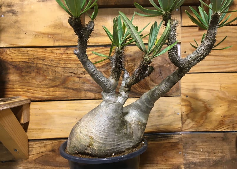 大きめ！パキポディウム グラキリス | NATPARK-STORE 