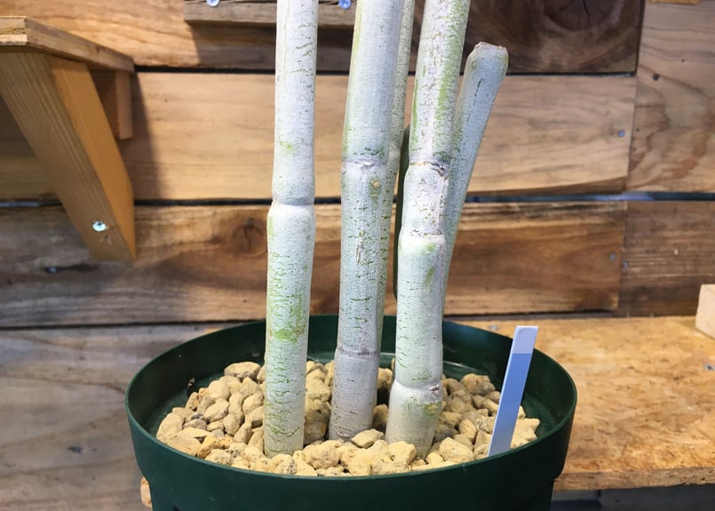 セロペギア フスカ | NATPARK-STORE