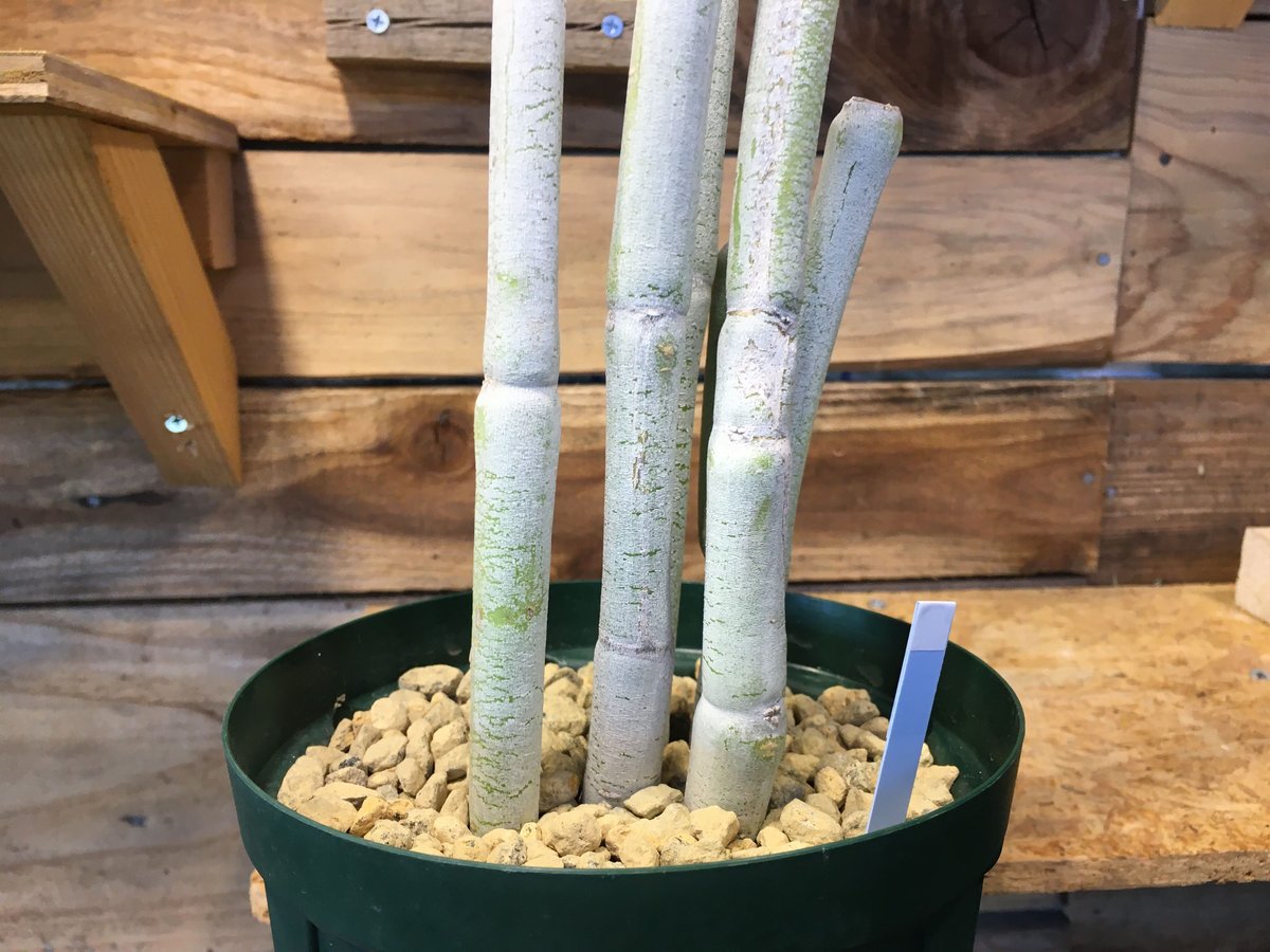 セロペギア フスカ | NATPARK-STORE