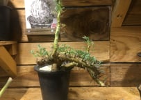 ユーフォルビア ムランジーナ 現地球 | NATPARK-STORE