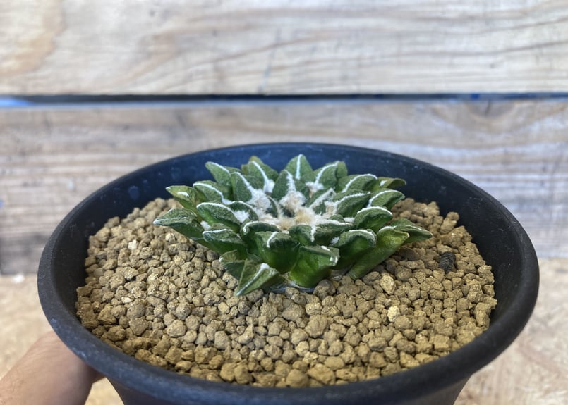 多肉植物　サボテン　アリオカルプス　黒牡丹　国内実生　10年以上 アリオカルプス黒牡丹の基本情報・育て方｜多肉植物・サボテン図鑑