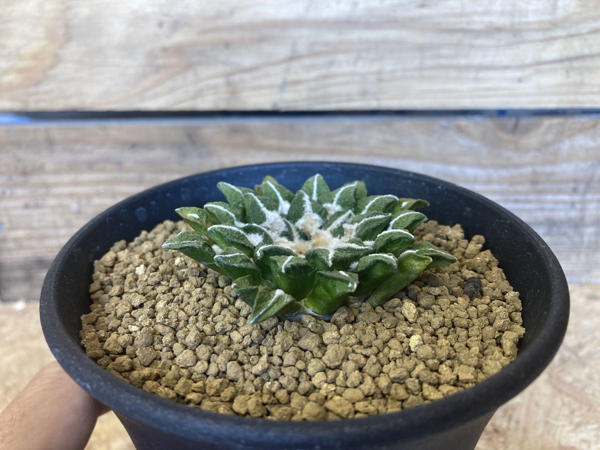 アリオカルプス 黒牡丹 実生 | NATPARK-STORE