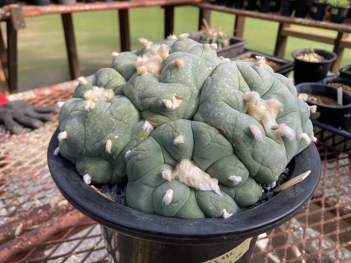 ロフォフォラ ディフューサ 特大翠冠玉 群生 | NATPARK-STORE