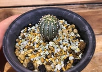 ロフォフォラ ディフューサ 特大翠冠玉 群生 | NATPARK-STORE