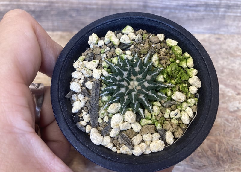 アリオカルプス 姫牡丹 実生 | NATPARK-STORE