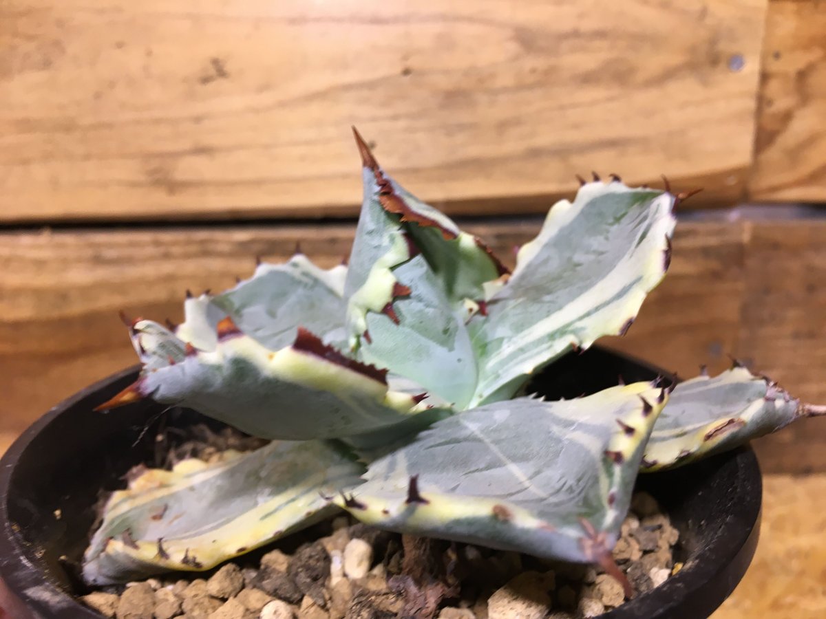 王妃兜蟹錦 多肉植物 カブトガニ錦 王妃兜蟹錦 多肉植物 カブトガニ錦