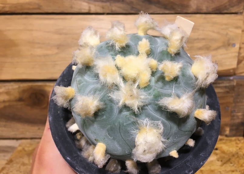 ロフォフォラ 翠冠玉 | NATPARK-STORE