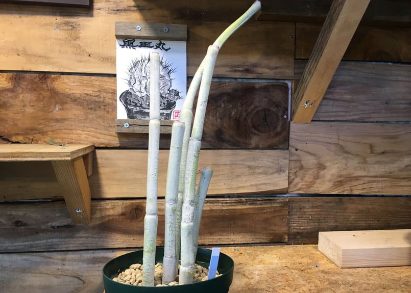 セロペギア フスカ GRAVITY セロペギア フスカ GRAVITY Yahoo