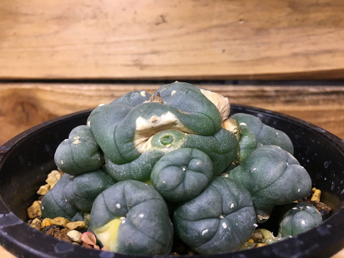 ロフォフォラ 烏羽玉錦 群生大株 ロフォフォラ属の植え替え（4）烏羽玉群生株 - アレオーレのブログ