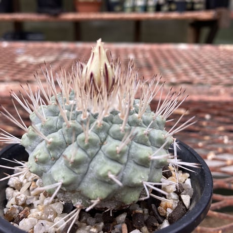 strombocactus菊水 | STORES strombocactus菊水 | STORES