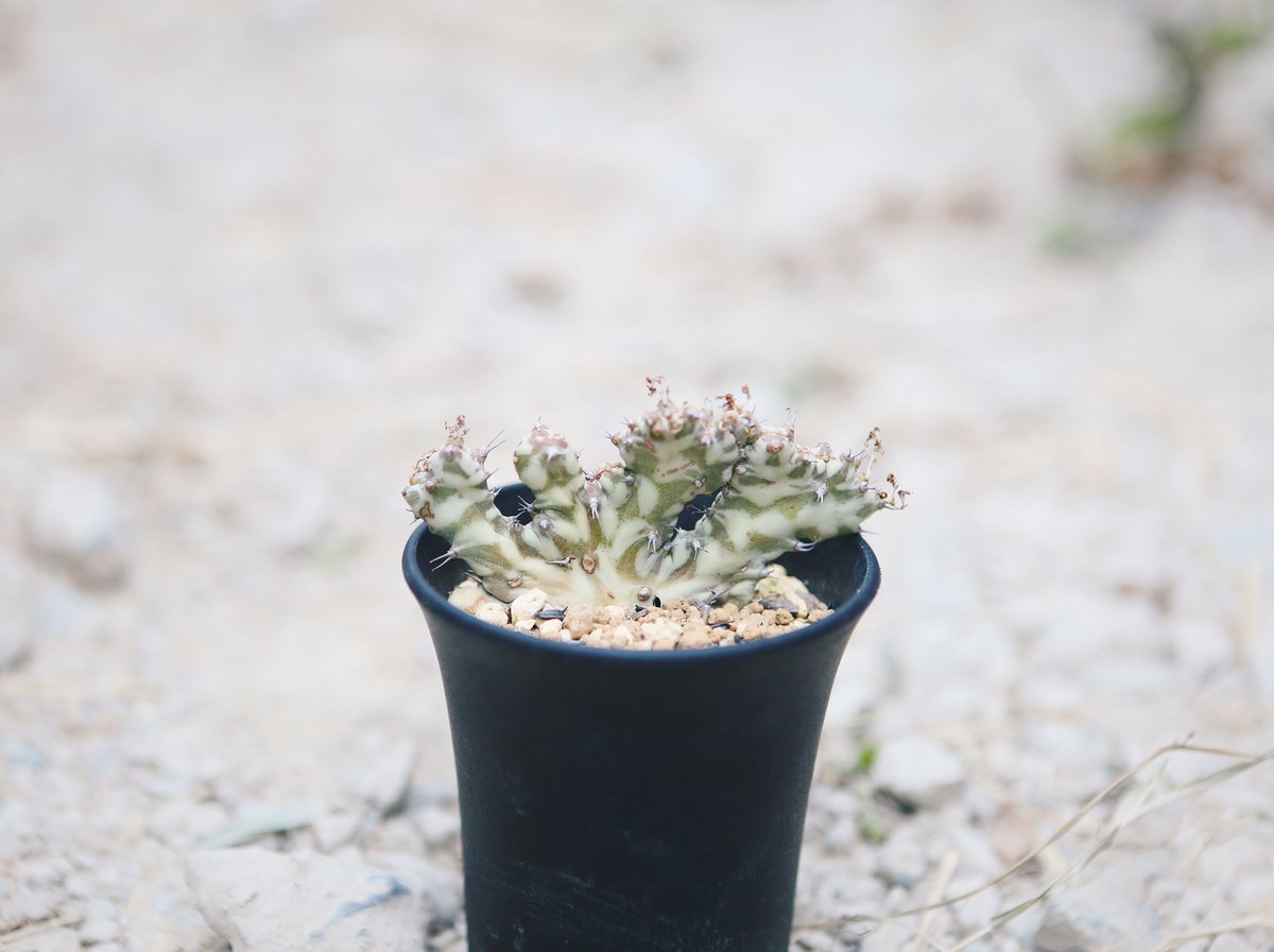 ユーフォルビア ホルウッディ 綴化 | NATPARK-STORE