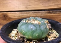 子吹烏羽玉錦 仔吹き烏羽玉(こふきうばたま)：ロフォフォラ属 (B02) | 万緑 BAN RYOKU