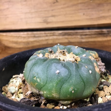 ロフォフォラ烏羽玉 | STORES