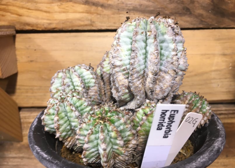 ユーフォルビア オールド ホリダ 群生 | NATPARK-STORE