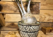 ガラパゴス団扇　黒肌 ガラパゴス団扇 黒肌 白刺 | NATPARK-STORE