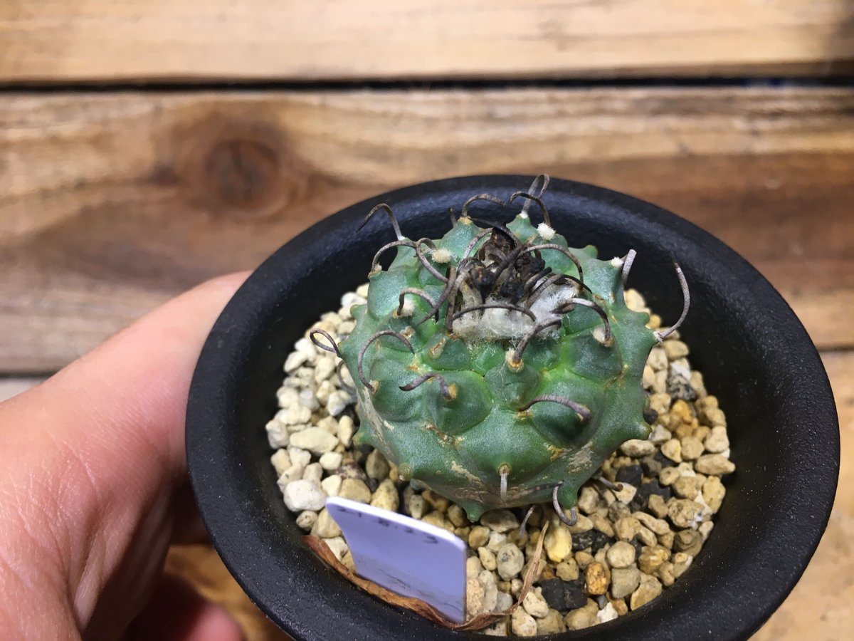 ツルビニカルプス 昇雲竜 | NATPARK-STORE