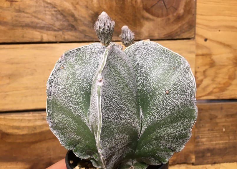 アストロフィツム 白条ランポー | NATPARK-STORE