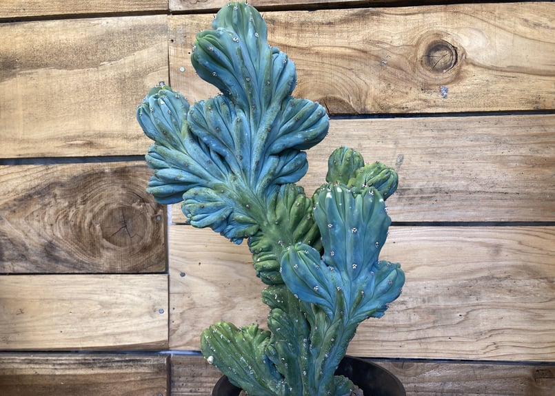 竜神木 綴化 | NATPARK-STORE