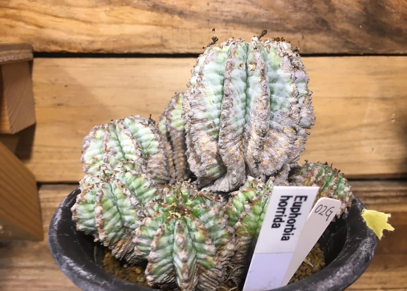激渋 ユーフォルビア オールド ホリダ ユーフォルビア オールド ホリダ 群生 | NATPARK-STORE