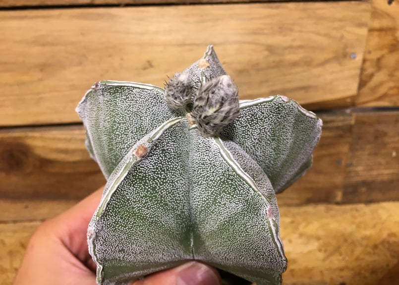 アストロフィツム 白条ランポー | NATPARK-STORE