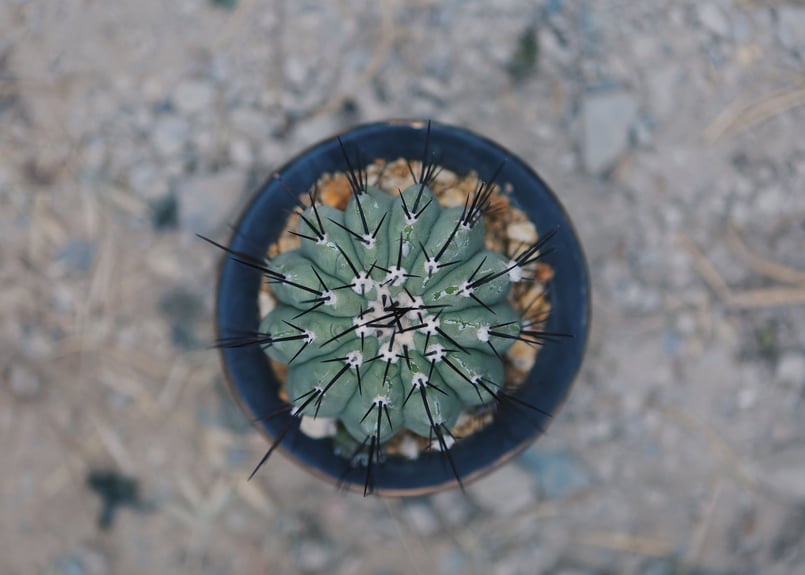 国王丸 自根 | NATPARK-STORE