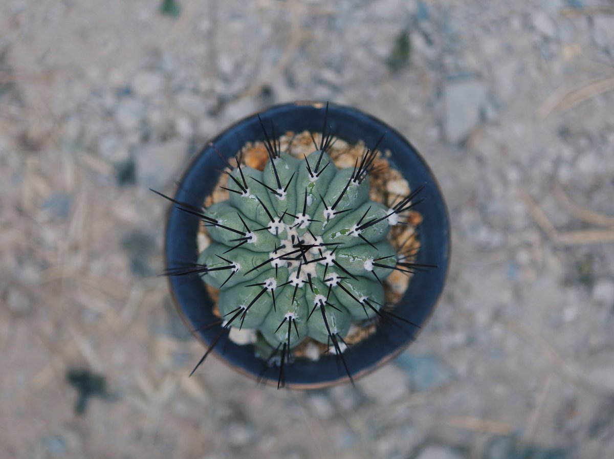 国王丸 自根 | NATPARK-STORE